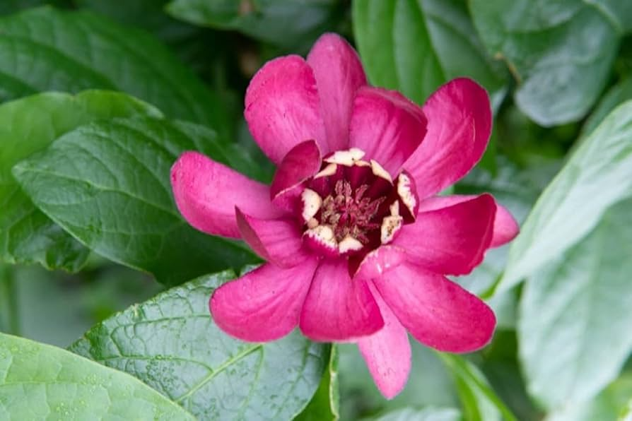 2 Bare Root Sweet Shrubs (Calycanthus floridus) 1-2 Ft Tall Live Flowering Shrubs Ready to Plant