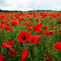 1000 Seeds Poppy TURKISH TULIP Red & Black Huge Flowers - Papaver spp. Non-GMO, Pollinator Friendly, Vibrant Garden Blooms, Spring Planting