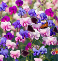 15 Seeds Sweet Pea 'Purple Dream Mix' Fragrant Climbing Vine Flowers Non-GMO - Lathyrus Odoratus, Beautiful Garden Plants, Easy to Grow