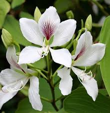 Bauhinia Alba Seeds – 10 Seeds for Planting, White Orchid Tree, Tropical Flowering Tree, Fragrant Blooms, Beautiful Landscape Plant