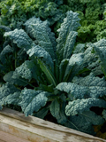 1,000 Lacinato Kale Seeds – Non-GMO Heirloom, Dinosaur Kale, Cold Hardy,