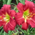 Ruby Stella Daylily Bare Root - Award-Winning, Red Blooms, Re-Blooming, Drought-Tolerant, USDA Zones 3-9