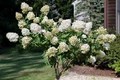 Live Pee Gee Hydrangea Cuttings (8+) | Fresh Unrooted Clones with Rooting Instructions |