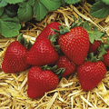 Everbearing Albion Strawberry Plants | 12 Bare Root Pack | Zones 4-9