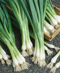 White Lisbon Bunching Onion Seeds – 250mg for Planting, Heirloom Variety, Mild Flavor, Fast Growing, Great for Salads, Garden & Containers