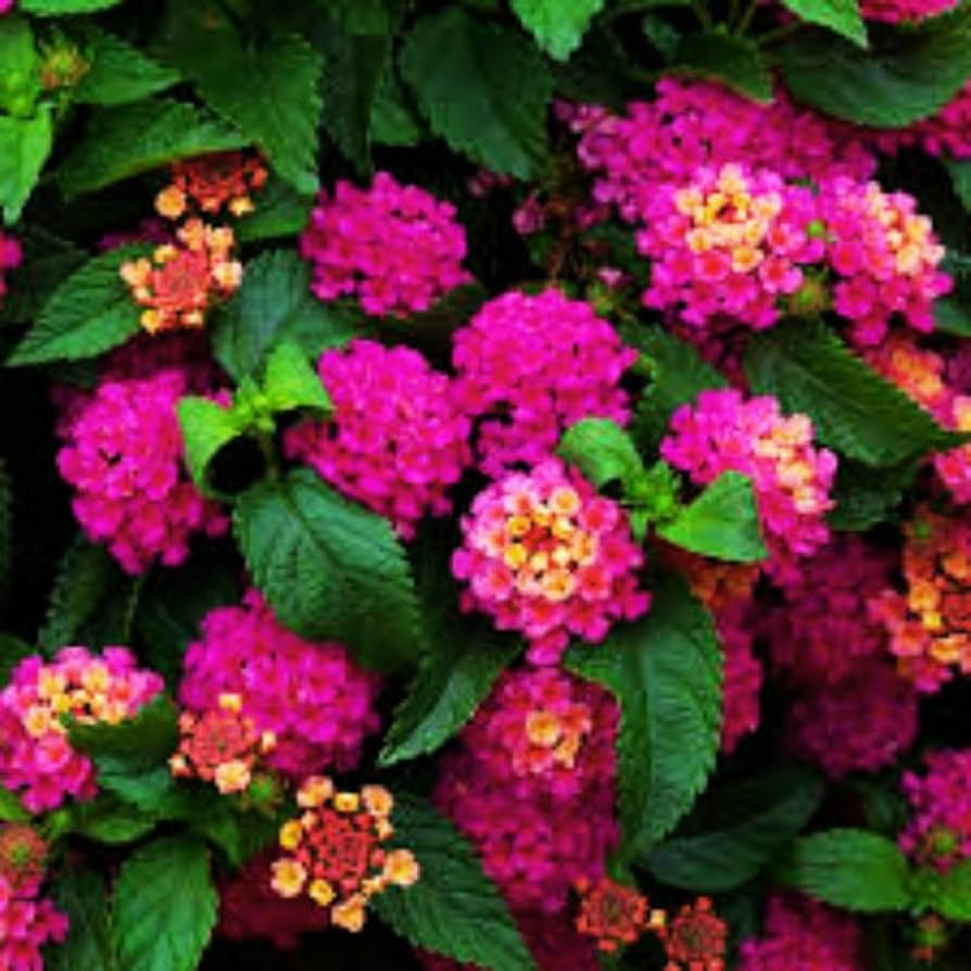 Lantana "Bright Pink" Live Rooted Starter Plug Flower Plant 1"-4" tall Vibrant Blooms, Low Maintenance, Full Sun