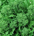 500mg Broccoli Raab Rapini Seeds Brassica rapa | Spring Heirloom Variety | Tender Greens & Edible Flower Buds