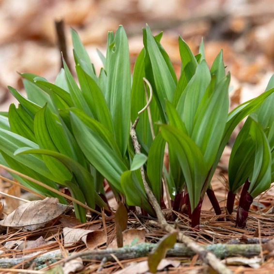20 Ramps Wild Leeks Bulbs (Allium tricoccum), Organic Bare Root Plants for Planting