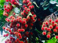 1 Starter Plant Red Rambutan (Nephelium lappaceum) – Exotic Live Fruit Tree 12″-24″ Vibrant