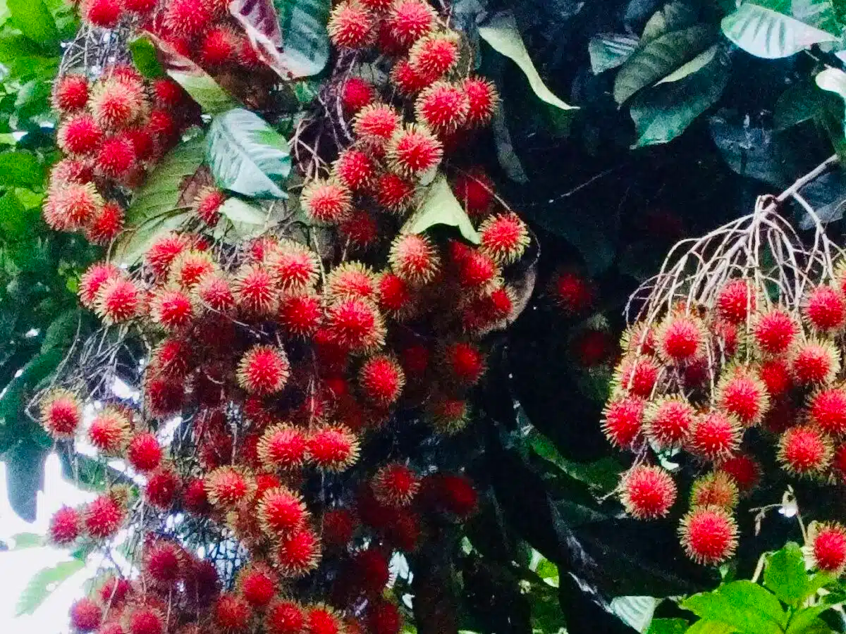 1 Starter Plant Red Rambutan (Nephelium lappaceum) – Exotic Live Fruit Tree 12″-24″ Vibrant