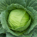 1g Cabbage Golden Acre Seeds Brassica oleracea | Heirloom Variety | Compact, Tender, Sweet Green Heads for Gardening