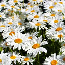 4000 Seeds Daisy Shasta – Leucanthemum × superbum, Classic White Perennial Flower