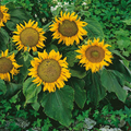 Sunspot Sunflower Seeds – 1g for Planting, Dwarf Variety with Large Yellow Blooms, Compact Size, Pollinator-Friendly Annual for Pots or Beds
