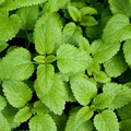 Lemon Balm Seeds | Heirloom Non-GMO | Lemon-Mint Scent | 25-48 Inches Tall | USDA Zones 3-9 |