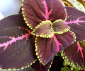 Giant Red Kong Coleus Rooted Plant | Vibrant Red Foliage | Fast Shipping | Live Flower
