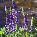 15 Seeds Lupine Riverbank for Planting – Lupinus rivularis, Perennial Flower, Blue Blooms, Attracts Pollinators, Hardy for Garden Borders