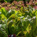 1000 Freckles Romaine Lettuce Seeds – Heirloom, Non-GMO, Speckled Red & Green Leaves