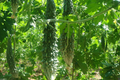 Bitter Gourd Futo Spindle Seeds – 5 Seeds for Planting, High Yield, Vigorous Vine, Heat Tolerant, Garden & Trellis Growing