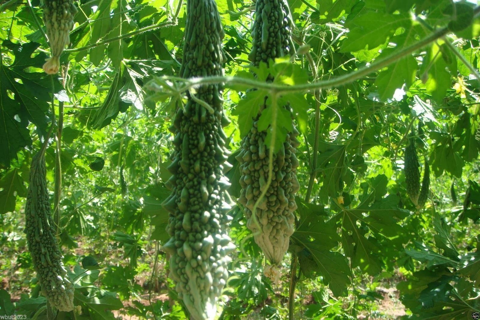 Bitter Gourd Futo Spindle Seeds – 5 Seeds for Planting, High Yield, Vigorous Vine, Heat Tolerant, Garden & Trellis Growing