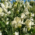 Jilly Sweet Pea Seeds – 50+ Seeds – Creamy White Blooms for Trellises, Cottage Gardens, Wedding Florals & Cut Flower Beds – USA