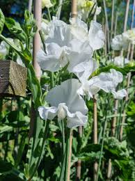 Mary Priestley Sweet Pea Seeds – 50 Elegant White Blooms – Climbing Flower Vine for Trellises, Bouquets, Weddings & Cottage Gardens – USA