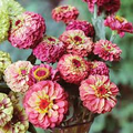 Queen Lime Red Zinnia Seeds – 100+ Seeds – Vintage Rose-Lime Blooms for Cut Flower Gardens, Pollinator Beds, and Summer Bouquets – USA