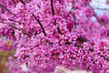 10 Seeds Cercis Gigantea, Giant Redbud Tree, Rare Ornamental Deciduous Tree with Pink Blossoms