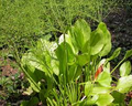 Mud Plantain Seeds 250mg | Alisma subcordatum | Aquatic Perennial, Native Water Plant, Wetland Habitat, Pollinator Friendly, Non-GMO