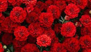 French Fireball Marigold 25 Seeds – Vibrant Red and Gold Blooms for Borders, Pollinator Gardens, and Summer Flower Beds – USA