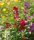 200 Seeds Balsam CAMELLIA FLOWERED Mix, Impatiens Double Blooms, PartShade, Non-GMO, Beautiful Garden Flowers, Vibrant Colors