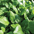 Spinach New Zealand Seeds – 1g for Planting, Heat-Tolerant, Fast Growing, High Yield, Tender & Nutritious Leaves, Great for Garden Container
