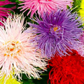 200 Seeds Aster NOVA Mix (Needle), Large Flowers, Annual, Attracts Bees & Butterflies, Non-GMO, Vibrant Garden Blooms, Easy to Grow