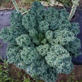 1,500 Dwarf Blue Curled Scotch Kale Seeds – Non-GMO Heirloom, Hardy,