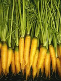 1000+ Yellowstone Carrot Seeds – Heirloom, Sweet & Tender Yellow Carrots