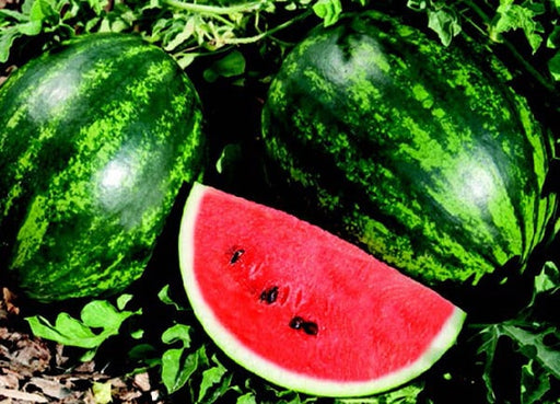 Piccolo Hybrid Seedless Watermelon Seeds – 50 Sweet Mini Melon Seeds, , Compact Vines, High-Yield, USA Grown