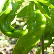 Lumbre Hot Pepper Seeds – 250mg for Planting, Extra Hot Variety, Compact Plants, High Yield, Great for Salsas, Drying & Roasting