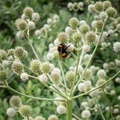 250 Seeds Eryngium Yuccifolium | Rattlesnake Master Seeds for Planting | Unique Spiky Flower | Drought-Tolerant Native Perennial