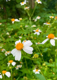Spanish Needles Seeds (Bidens alba) | 25 Seeds | Pollinator Magnet with White Daisylike Flowers | Edible, Easy to Grow & Drought-Tolerant