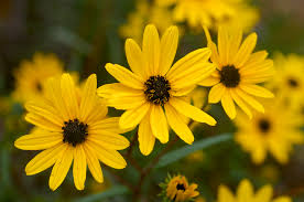 250 mg Seeds Helianthus angustifolius (Swamp Sunflower) for Planting | Vibrant Native Wildflower for Wetlands & Pollinator Gardens