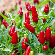 25 Seeds Thai Hot Pepper, Heirloom Spicy Chili Pepper, Compact and High-Yielding