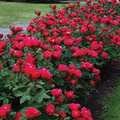 Knock Out Red Rose Bush Cuttings - 6" Unrooted Live Plant, Fast-Growing, Flowering Shrub for Outdoor Gardens, USDA Zones 5-9
