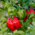 Scotch Bonnet Red Hot Pepper Seeds – 250mg for Planting, Heirloom Variety, Extra Spicy & Fruity, High Yield, Heat Tolerant, Garden Container