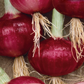 Southport Red Globe Onion Seeds – 250mg for Planting, Heirloom Variety, Mild Flavor, Red Skin, Great for Slicing, Cooking & Storage