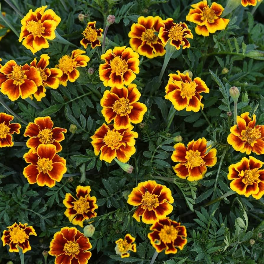 French Marigold Seeds (Tagetes patula) | 25 Seeds | Bright, Hardy Blooms for Gardens