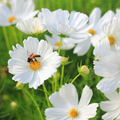 1000 Seeds White Cloud 9 Wildflower Mix – Heirloom Non-GMO White Bloom Blend for Moon Gardens, Memorial Plantings, Pollinators