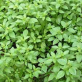 1000 Seeds Lemon Basil (Ocimum basilicum var. citriodora) – Fragrant Herb for Culinary and Garden Use
