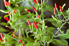 Thai Garden Bird Hot Pepper Seeds – 250mg for Planting, Heirloom Variety, Spicy & Bold, High Yield, Heat Tolerant, Garden Container