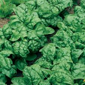 Spinach Bloomsdale Long Standing Seeds – 1g for Planting, Heirloom Variety, Fast Growing, Cold Hardy, High Yield, Garden & Container