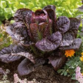Red Romaine Lettuce Seeds – 1g for Planting, Heirloom Variety, Crisp & Sweet, Cold Hardy, High Yield, Fast Growing, Garden Container