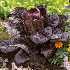 Red Romaine Lettuce Seeds – 1g for Planting, Heirloom Variety, Crisp & Sweet, Cold Hardy, High Yield, Fast Growing, Garden Container